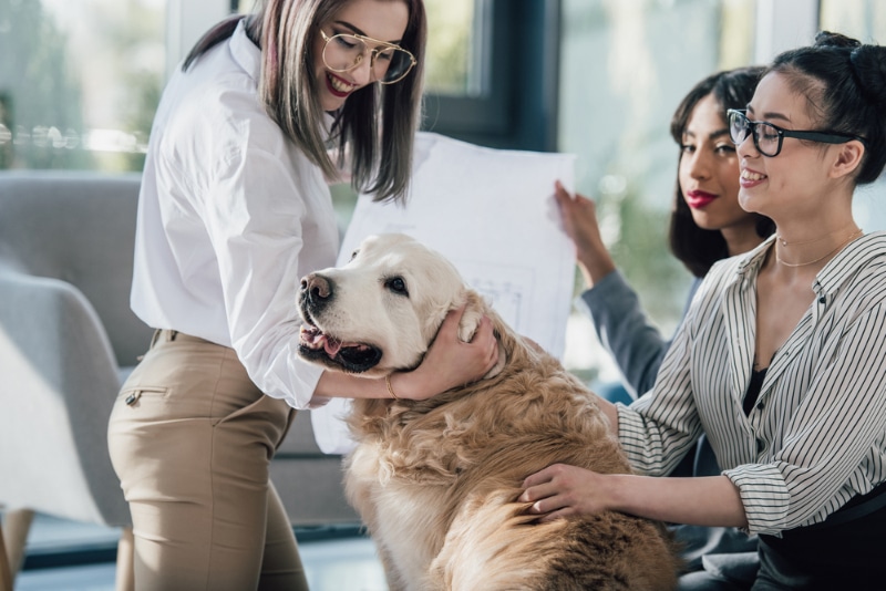 Cheerful young businesswomen playing with golden retriever dog in modern office