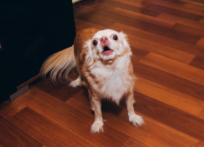 Chihuahua dog barking indoor