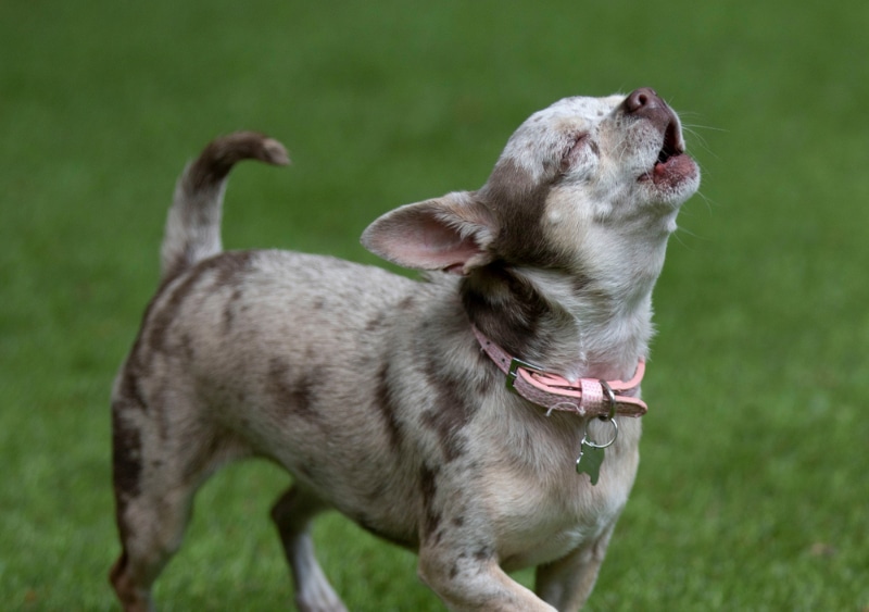 Chihuahua dog with pink collar barking