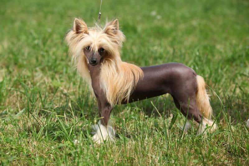 Chinese Crested Dog standing on the grass