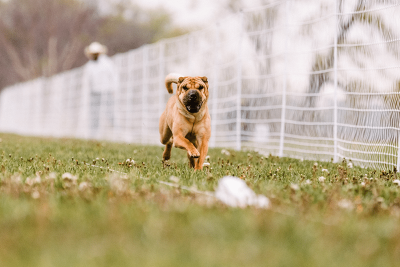 Chinese Shar Pei dog running