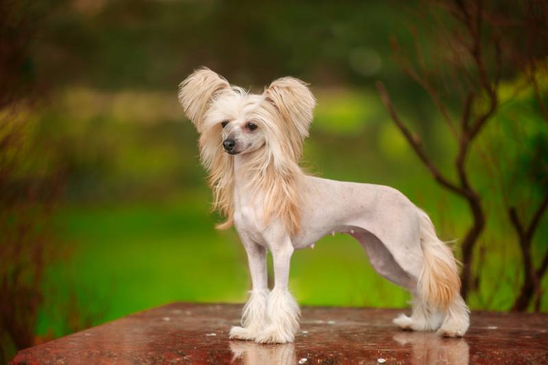 Chinese crested dog walks in the park