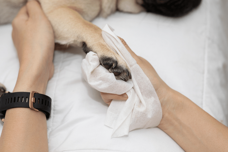 Cleaning Dog Paw