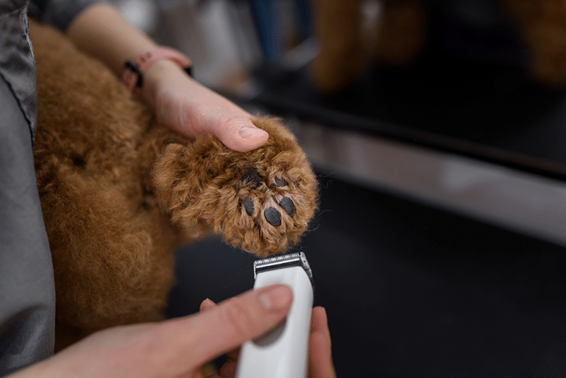 Clipping Dog Paw Hair Grooming