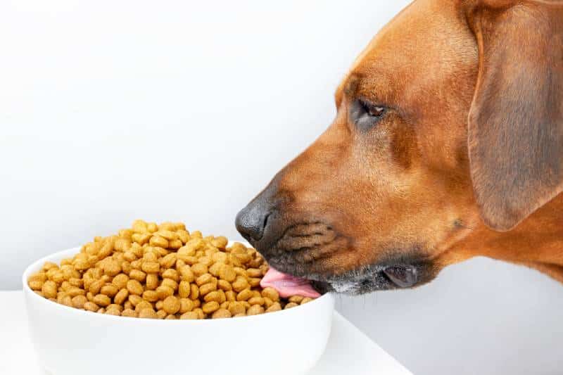 Close up of Rhodesian Ridgeback dog eating kibble dry food from big bowl