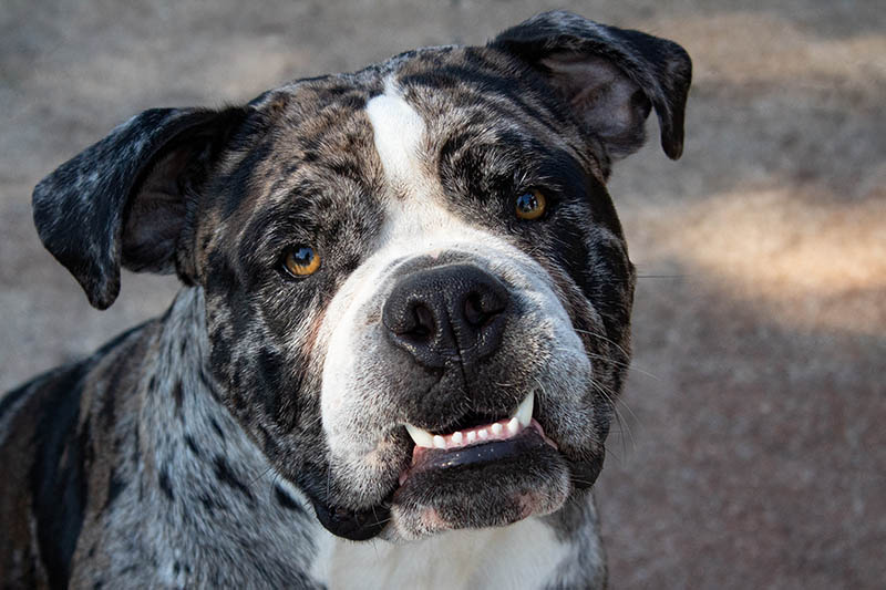 Close-up of a Merle-colored Alapaha Blue-Blood Bulldog with an Underbite