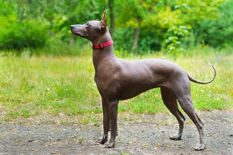 Close up portrait One Mexican hairless dog