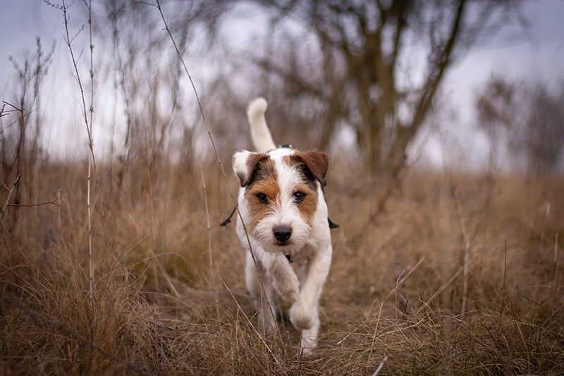 Cute Parson Russell Terrier Free Running in Nature