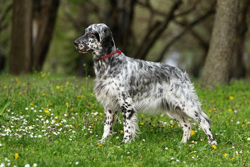 Cute blue belton English Setter dog