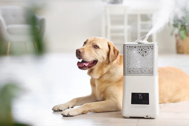 Dog with humidifier