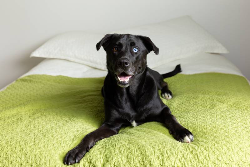 Cute mixed labrador and husky black female dog with odd-coloured eyes lying down on bed with mouth open