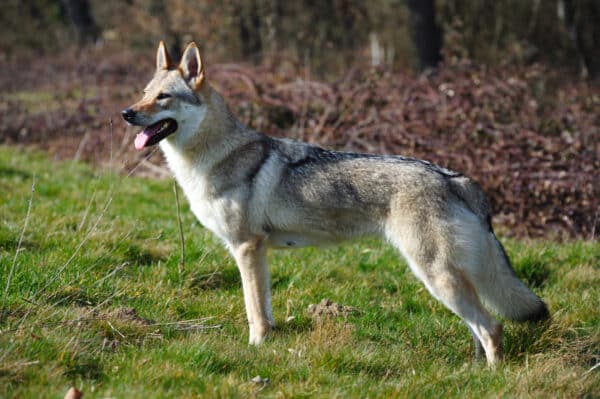 Czechoslovakian Wolfdog standing on grass