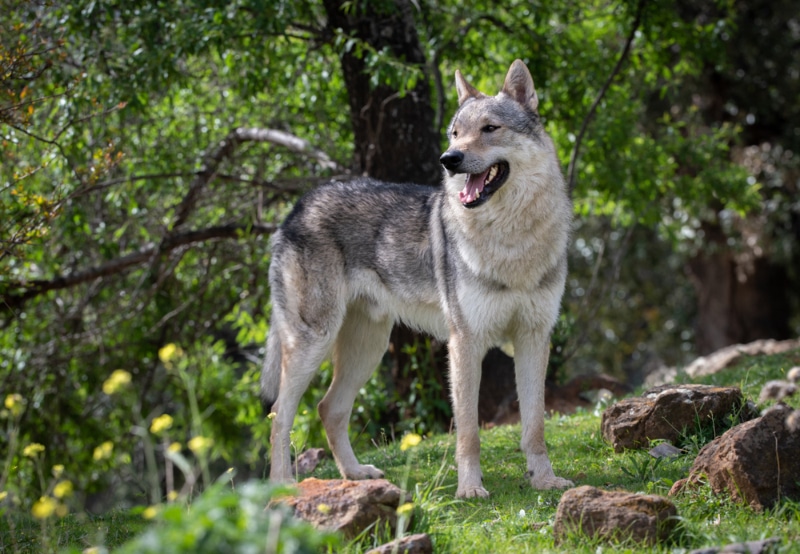 Czechoslovakian Wolfdog standing outdoor