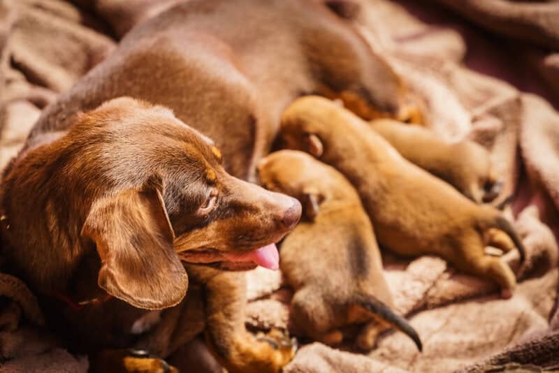 Dachshund newborn puppies
