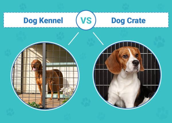 Dog Kennel vs Crate