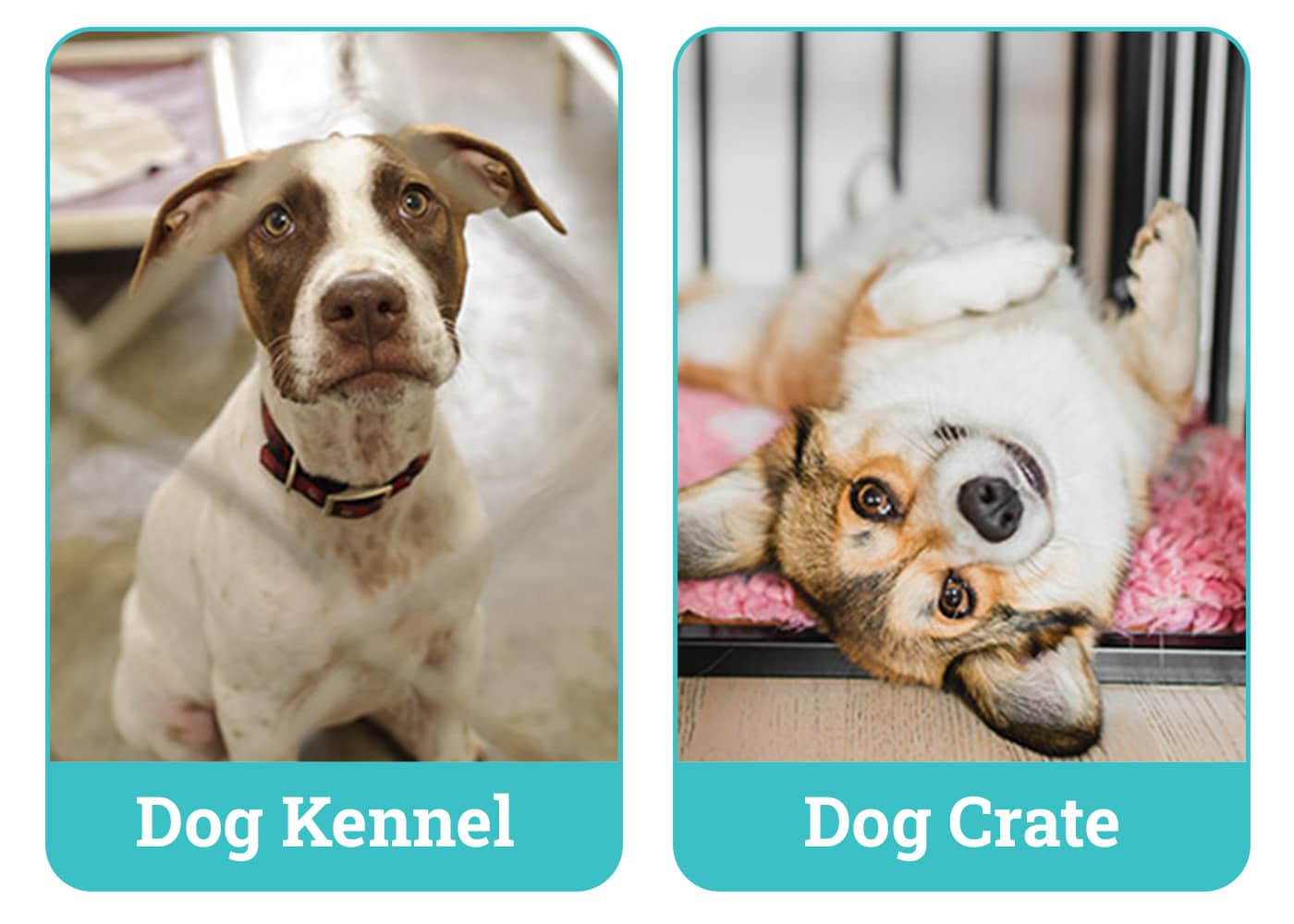 Dog Kennels vs. Crates VetApproved Differences (With Pictures) Dogster