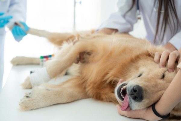 Dog anesthesia with veterinary treatment