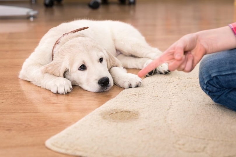 Dog peed on the carpet