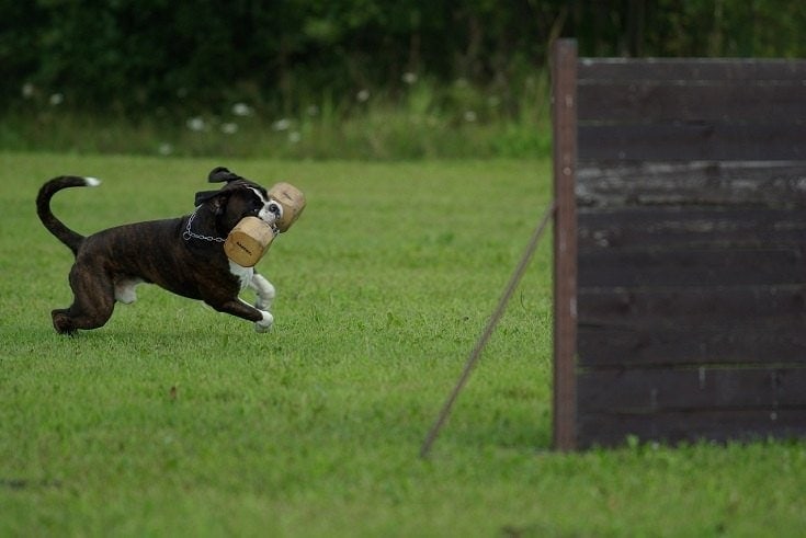 Dog training on obstacle course