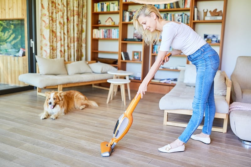 Dog vacuum cleaner at the parquet floor vacuuming