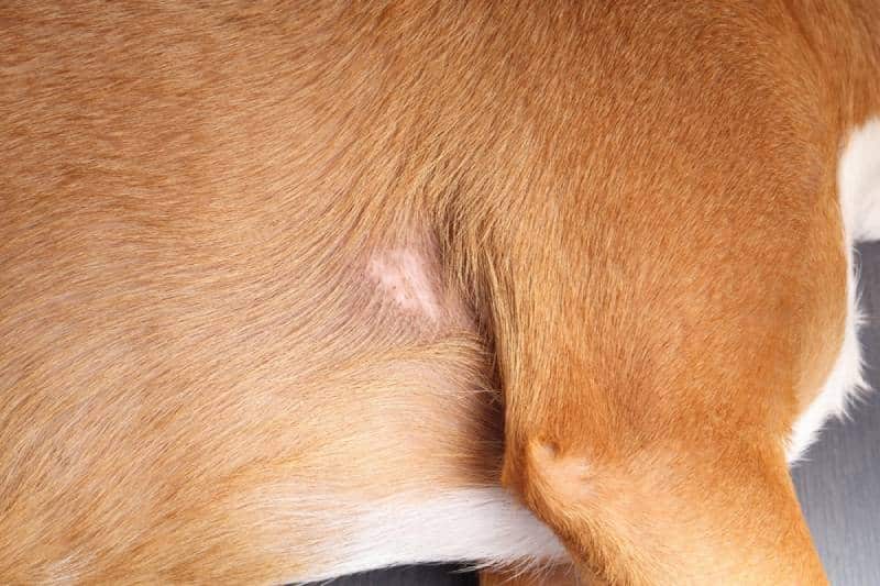 Dog with bald spot under shoulder