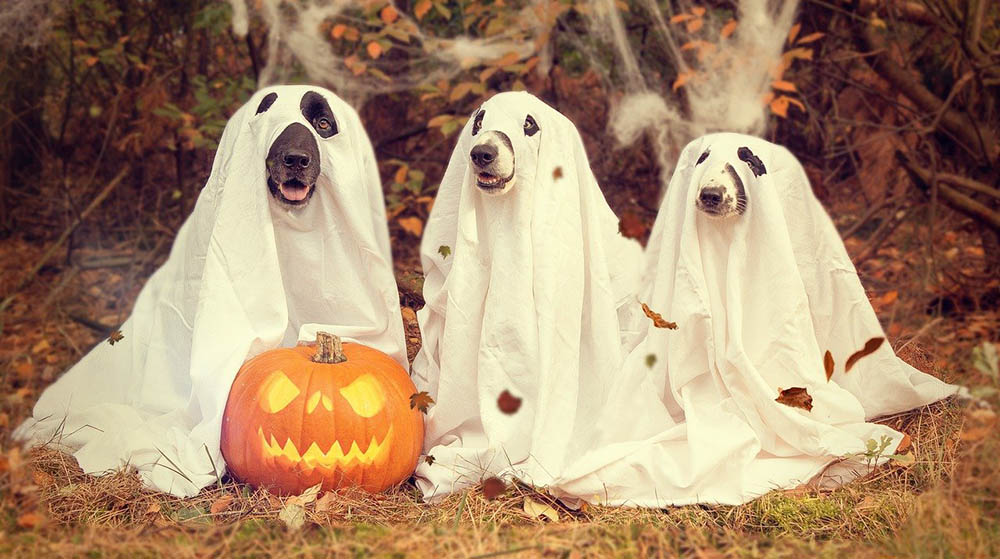 Dogs in Halloween Costumes