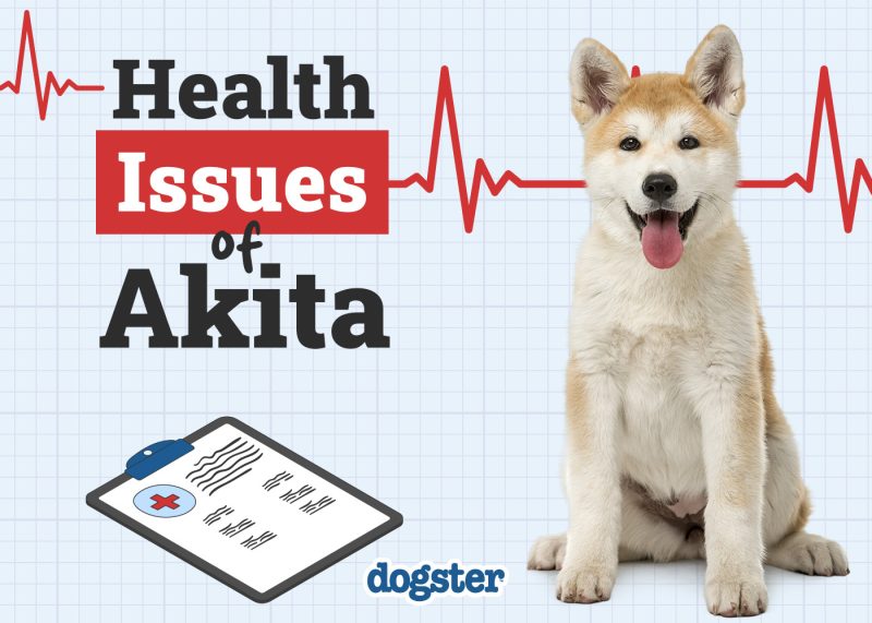 Dogster_Health Problems of Akita
