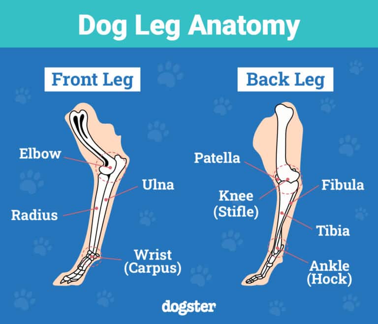 dog-anatomy-101-understanding-your-dog-s-body-vet-answer-dogster