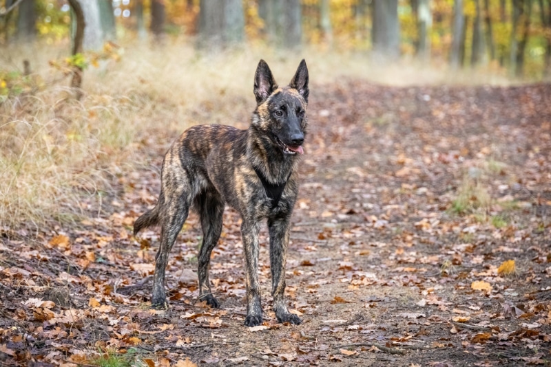 Dutch Shepherd dog with harness standing in autumn forest