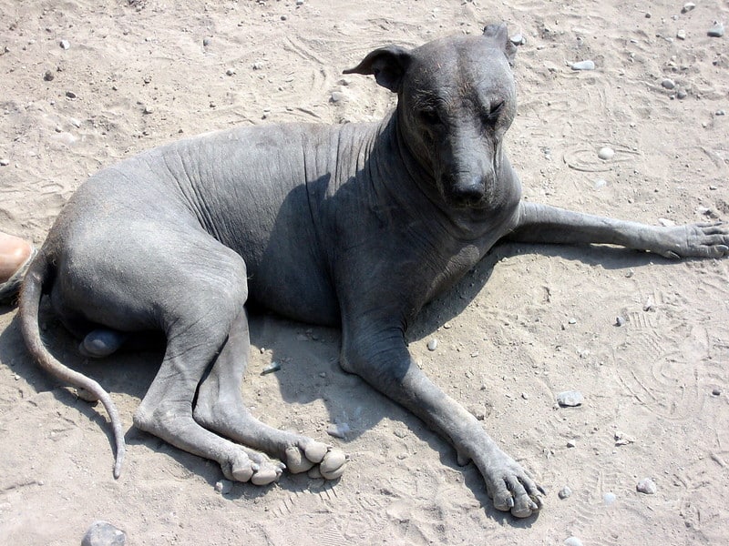 Ecuadorian Hairless Dog laying in the ground taking the sun_Flickr