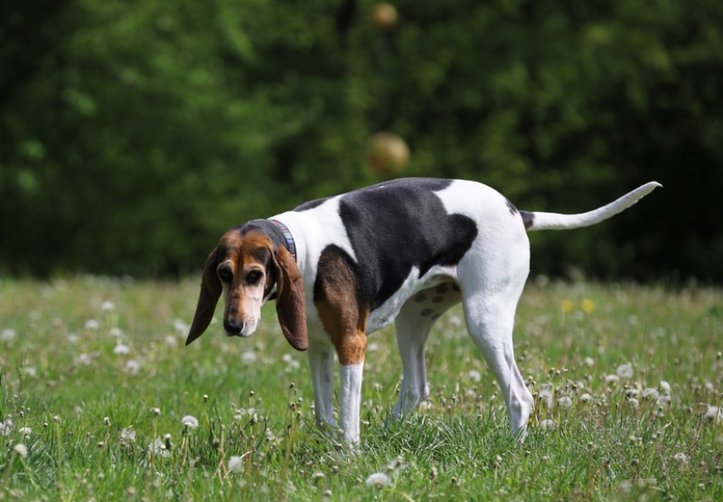 English Foxhound dog standing in the meadow