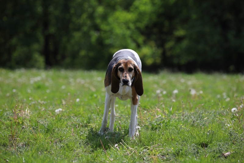 English Foxhound dog standing on grass
