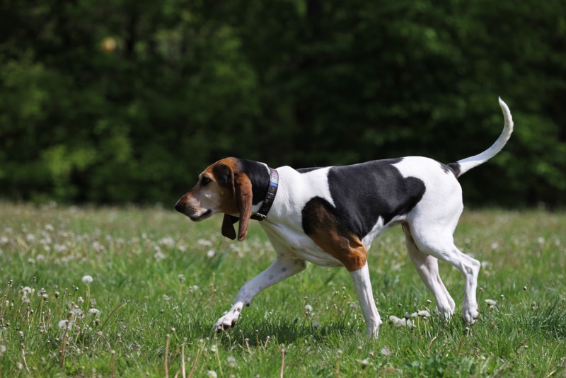English Foxhound dog walking in the meadow