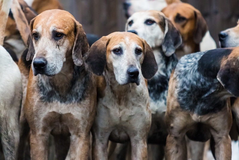 English Foxhound dogs lining up outdoor