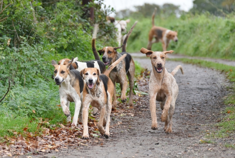 English Foxhound dogs running and walking on the road
