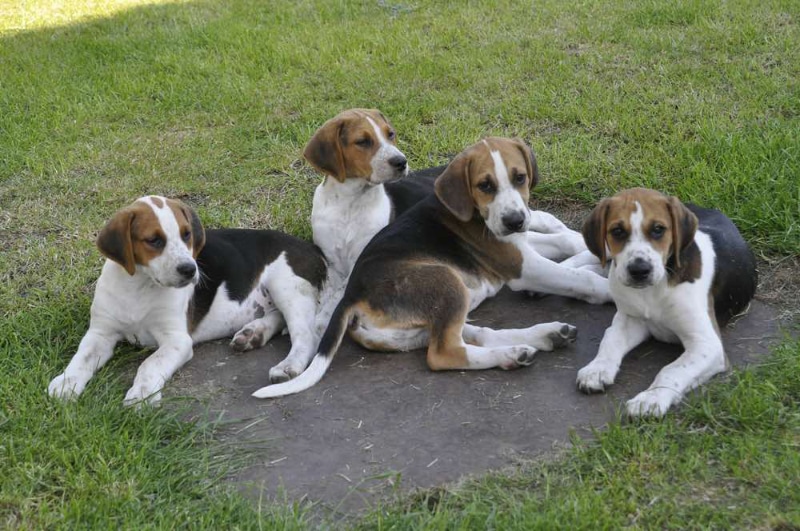 English Foxhound puppies lying together outdoor