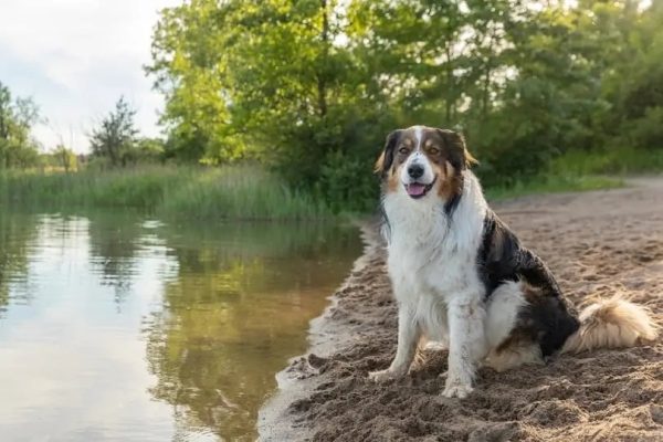 English Shepherd at lake