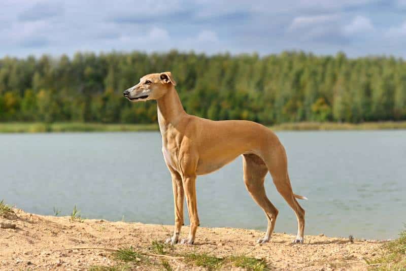 English Whippet standing on a river bank background