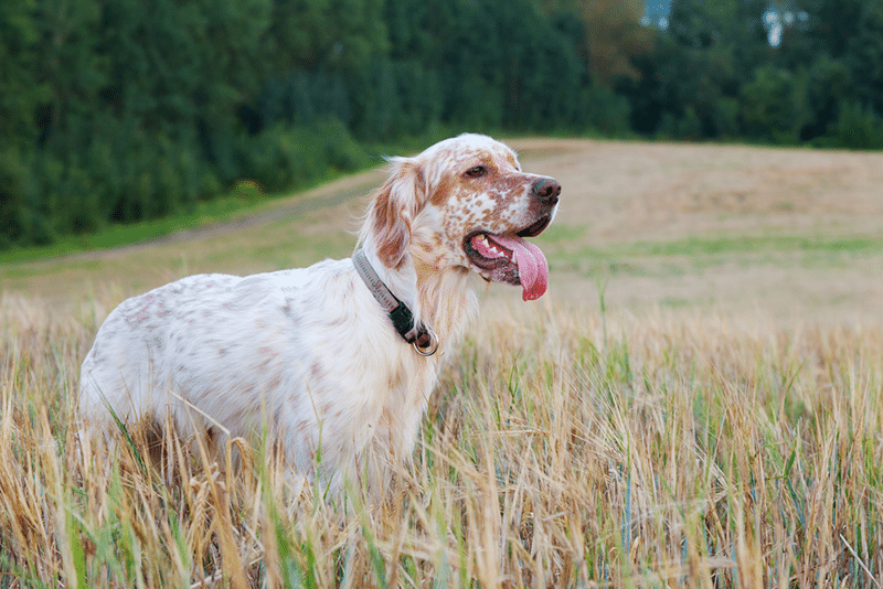 English setter with brown spots on wheat field