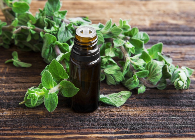 Essential oil bottle of oregano herb with fresh oregano leaves