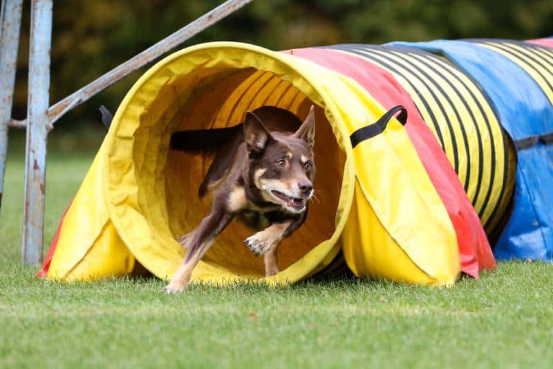 Fast brown and tan working kelpie running out of agility obstacle yellow tunnel