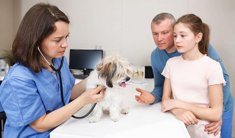 Female veterinarian examining Havanese, puppy in clinic