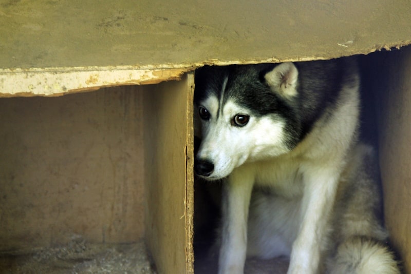 Freightened dog hiding under plywood box