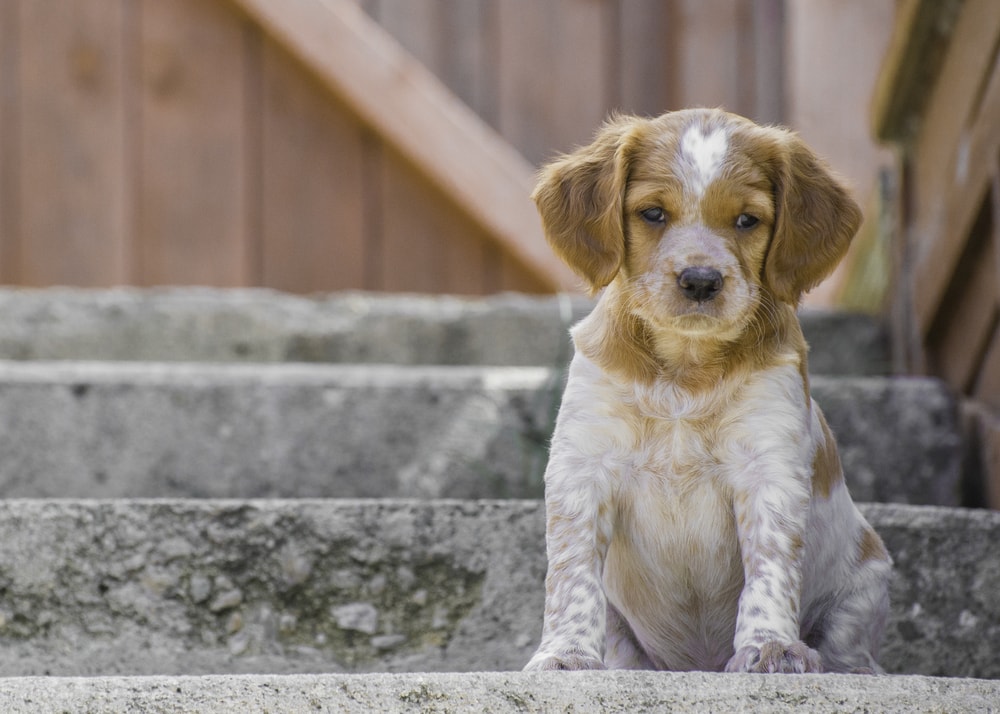 French Brittany Spaniel puppy