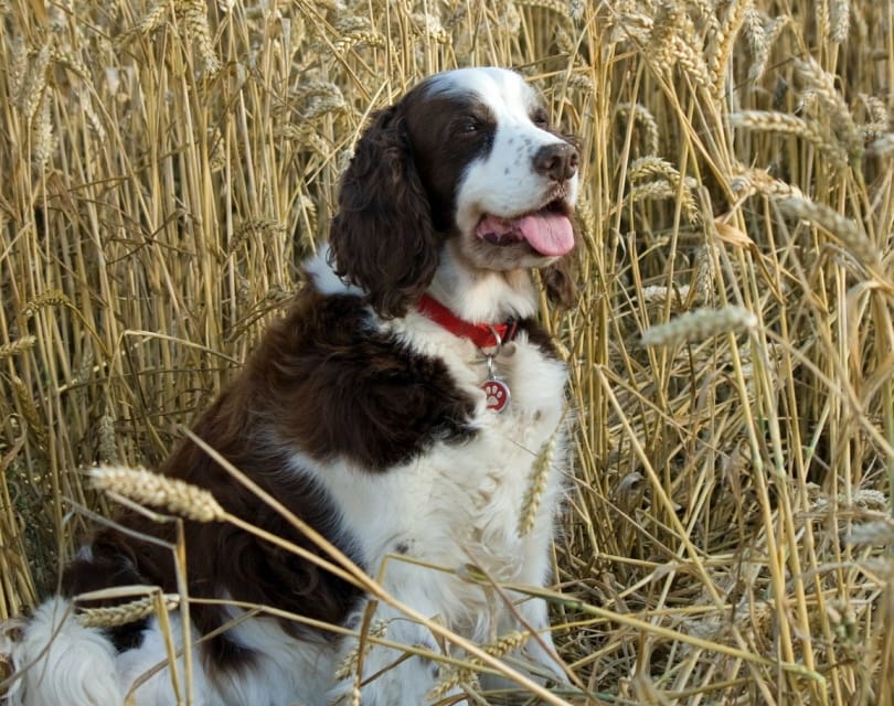 French Spaniel outdoor