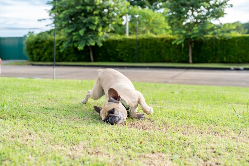 French bulldog rubbing face in the grass