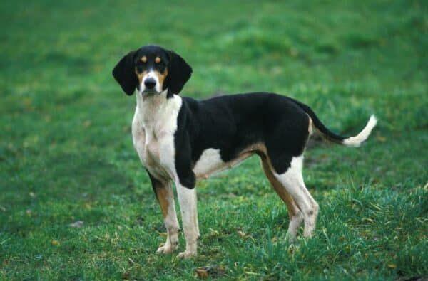 GREAT ANGLO-FRENCH TRICOLOUR HOUND dog STANDING ON GRASS