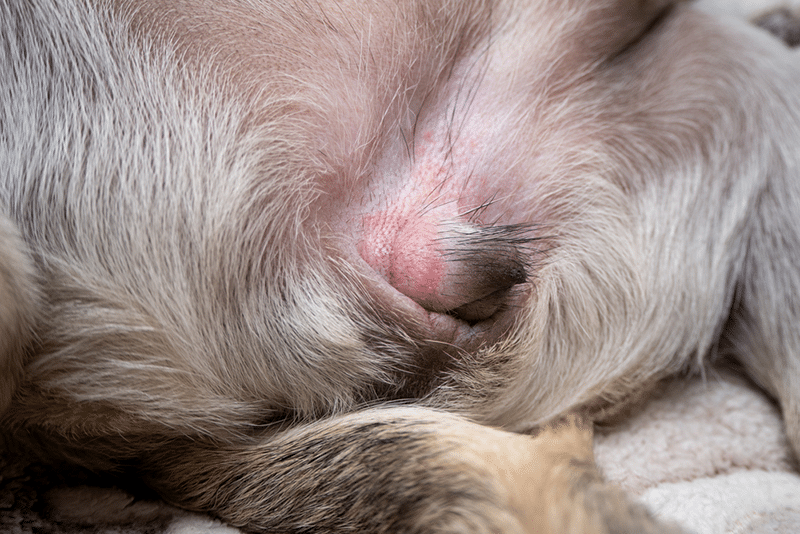 Genitals of the female dog