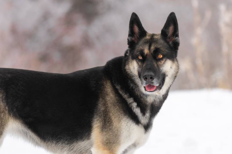 German Shepard mixed with Husky, a mixed breed large dog