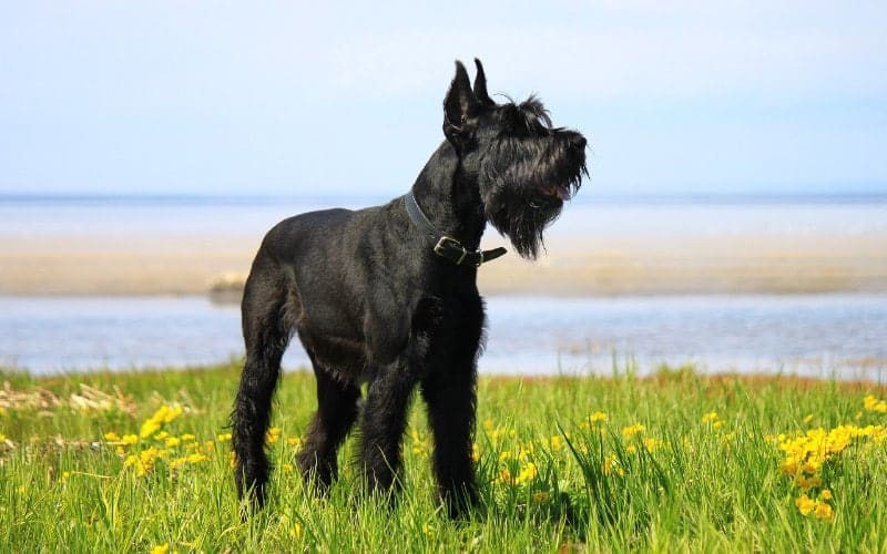 Giant Schnauzer dog standing on grass